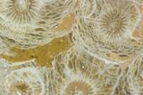 Polished Fossil Coral (Actinocyathus) - Morocco #100640-1